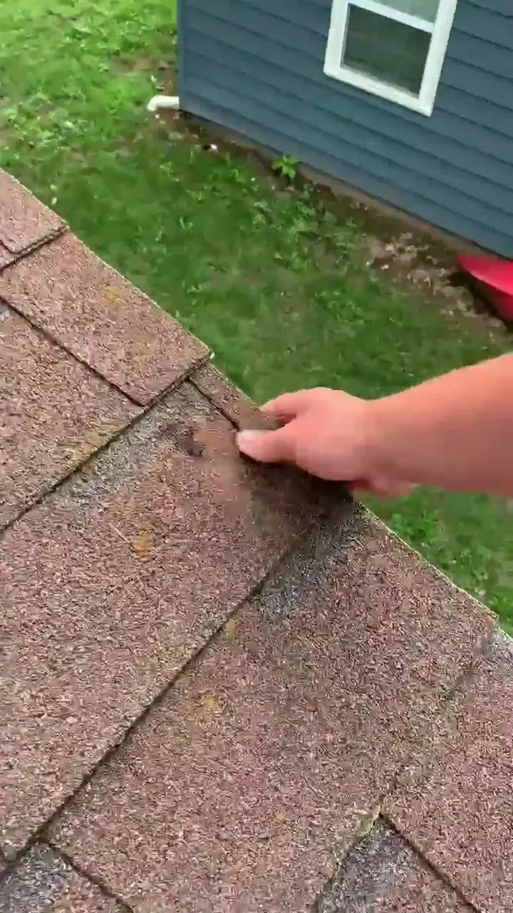 A hand points to a dark spot with granule loss on a weathered brown asphalt shingle.